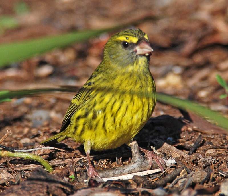 Forest Canary